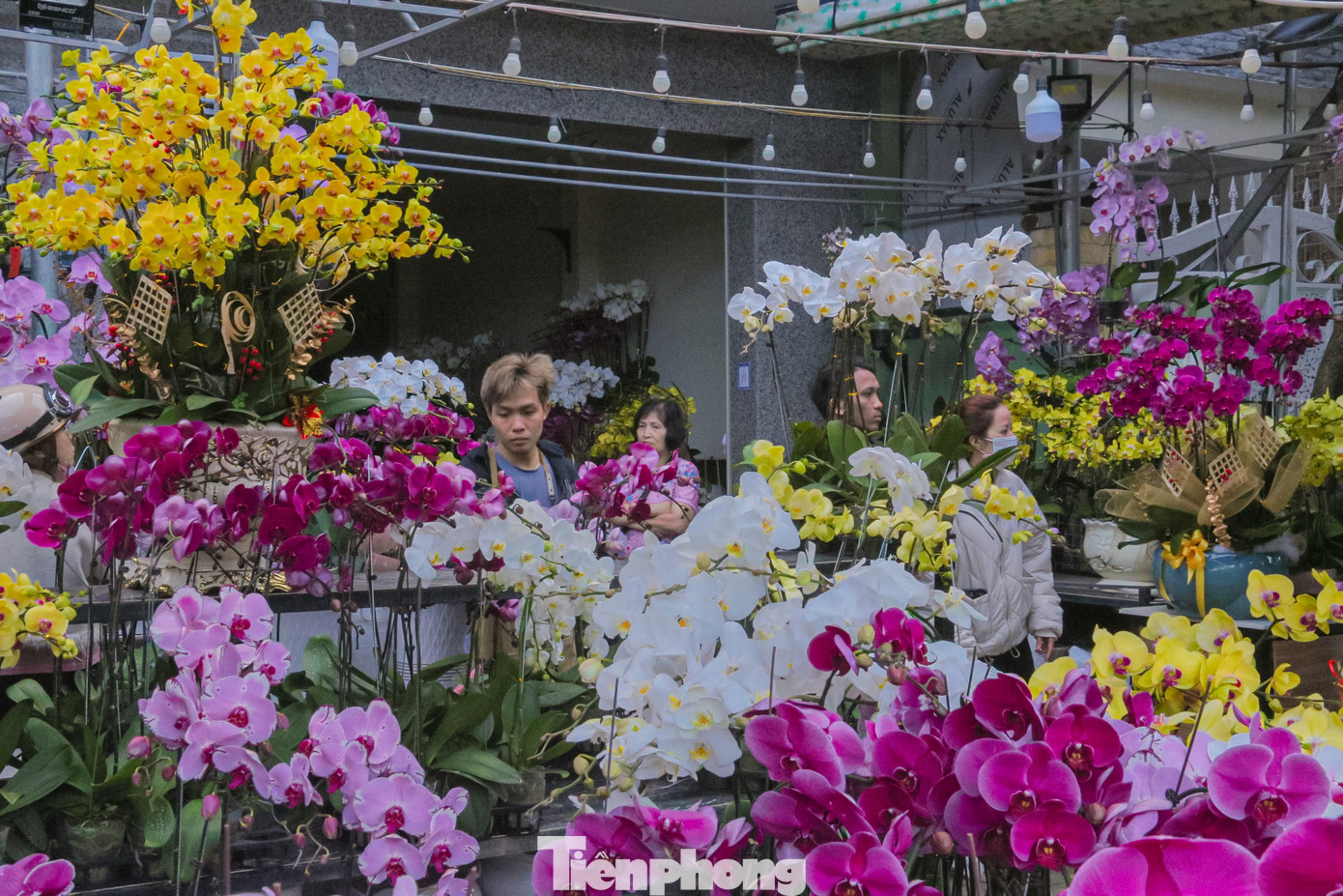 Nhiều loại hoa tươi trang trí nhà cửa như đào, hoa lan, hoa cúc, quất mini… được các tiểu thương nhập về nhiều, đáp ứng nhu cầu mua sắm của người dân dịp cuối năm.