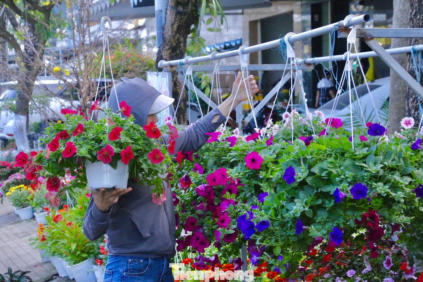 Các chậu cây cảnh, chậu hoa đủ các màu sắc được nhiều người chọn mua để trang trí dịp Tết Giáp Thìn năm nay.