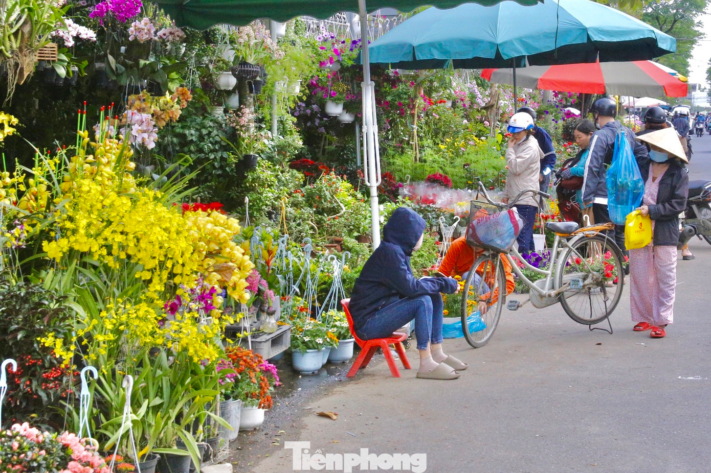 Chào đón Tết Giáp Thìn 2024, nhiều tuyến đường trên địa bàn thành phố Đà Nẵng rộn ràng sắc xuân với những chậu cây cảnh, hoa cúc, hoa lan… được các tiểu thương bày bán khắp nơi.