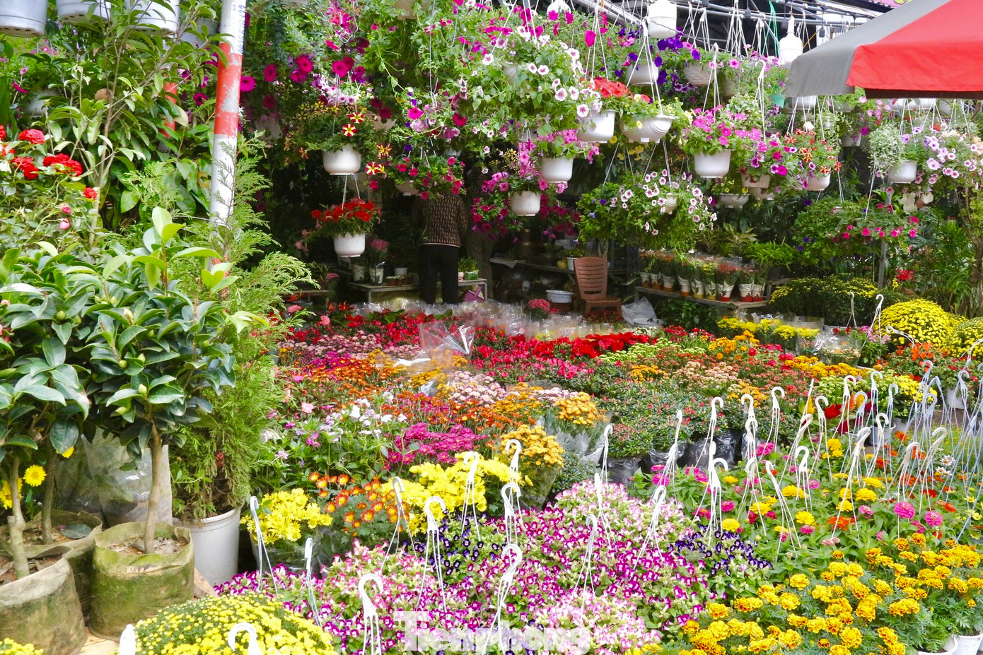 Nhiều loại hoa tươi trang trí nhà cửa như đào, hoa lan, hoa cúc, quất mini… được các tiểu thương nhập về nhiều, đáp ứng nhu cầu mua sắm của người dân dịp cuối năm.