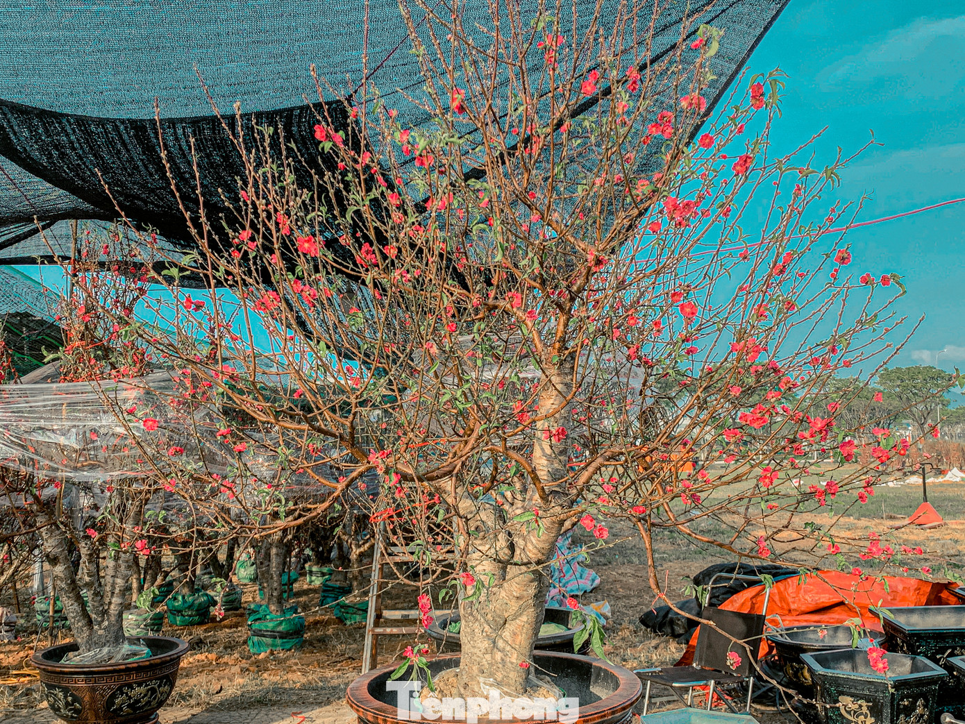 Những chậu hoa đào trên đường Hoàng Thị Loan (quận Liên Chiểu) cũng khoe sắc rực rỡ.