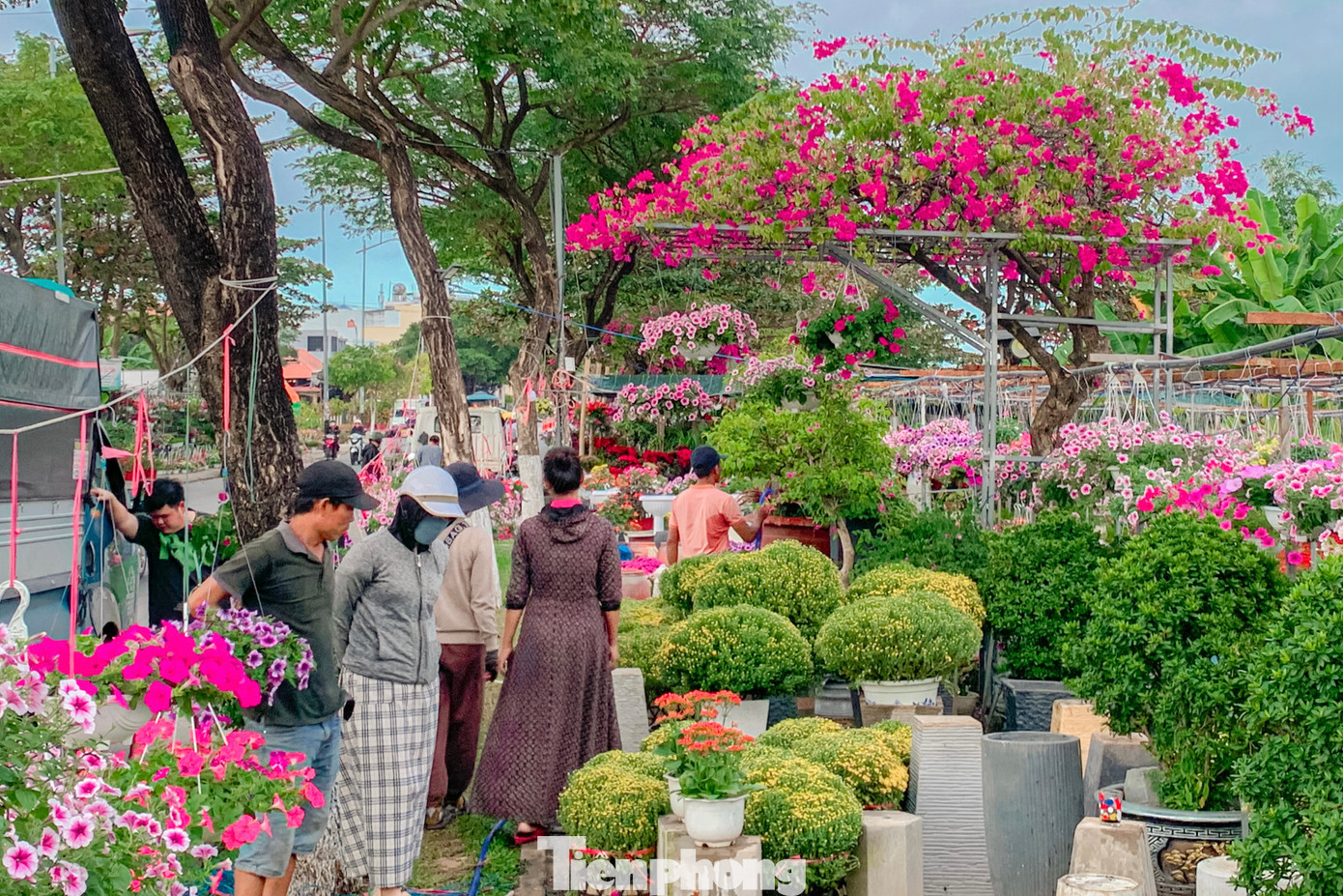 Ghi nhận của phóng viên, trên các tuyến đường Nguyễn Đình Tựu, Lê Đại Hành, Hoàng Thị Loan (TP. Đà Nẵng) ngập tràn không khí xuân về, nhiều người đổ về mua hoa, cây cảnh để trang hoàng nhà cửa chuẩn bị đón Tết.