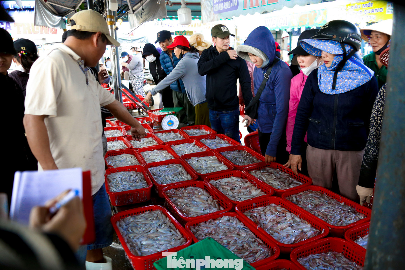 Mùa mực tươi đã bắt đầu với ngư dân miền Trung. Những ngày này, tại cảng cá Thọ Quang (quận Sơn Trà) vào mỗi sáng sớm lại tất bật, nhộn nhịp kẻ bán người mua, tạo nên khung cảnh đầy sôi động.