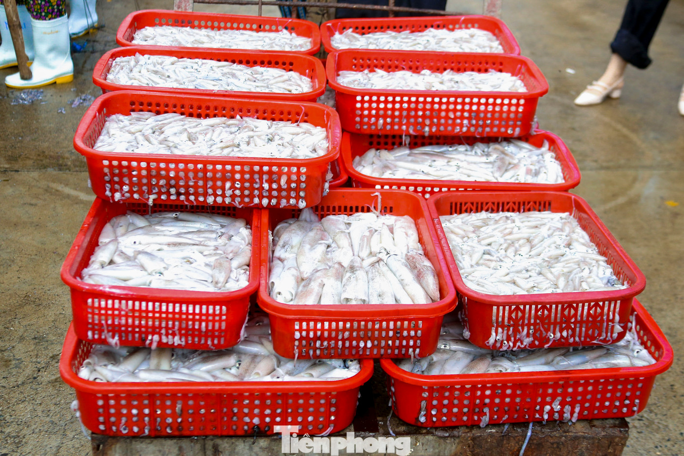 Nhiều thương lái mua được những xe mực lớn, sau đó đem phân bổ đến các chợ, nhà hàng, quán nhậu trên địa bàn. Theo các thương lái, họ phải nắm lịch tàu vào, đợi sẵn trước vựa, khi có mực ai nhanh tay sẽ lựa được khay ngon nhất.