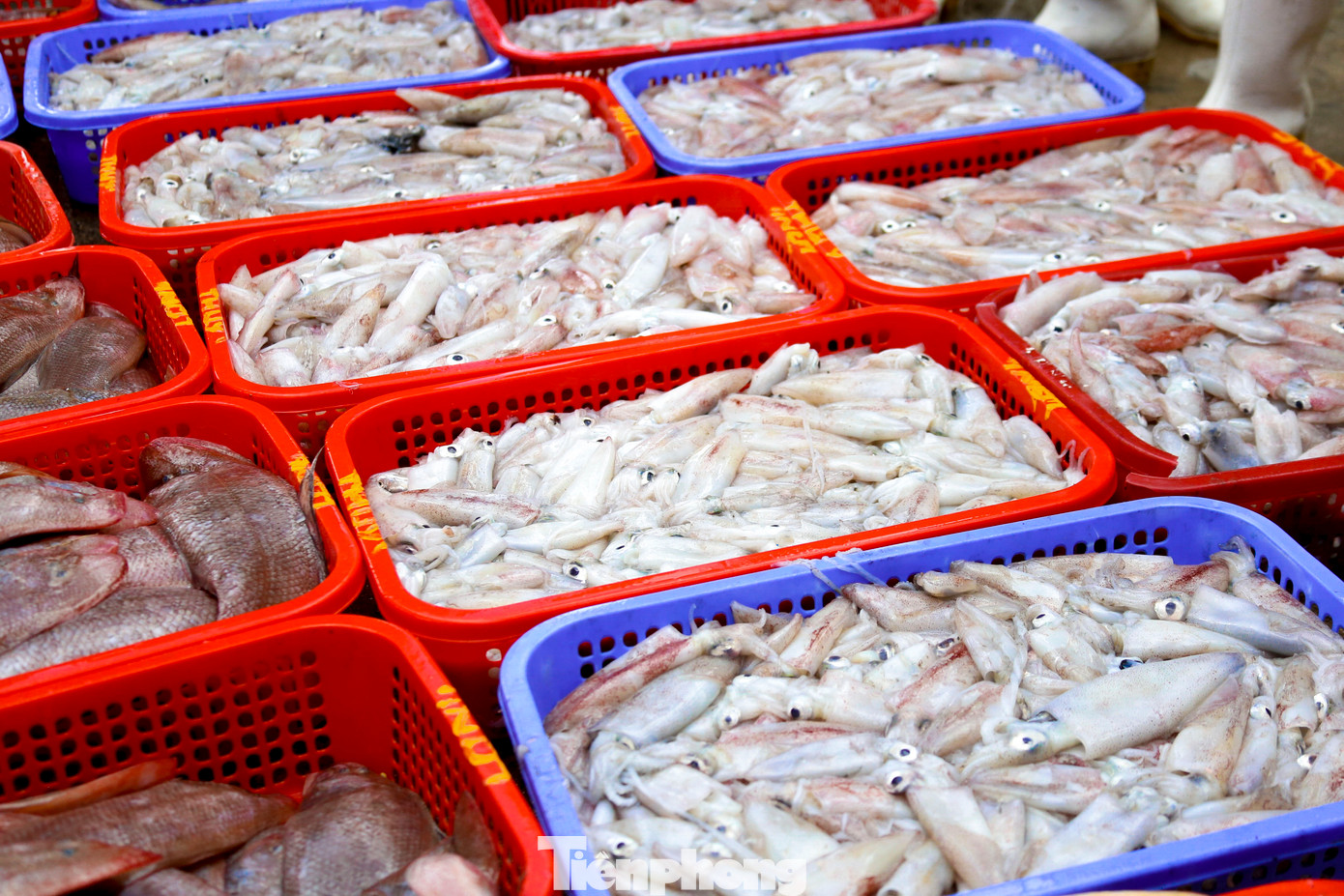 Mực được bán theo từng sọt từ 5-10kg, chỉ bán sỉ.