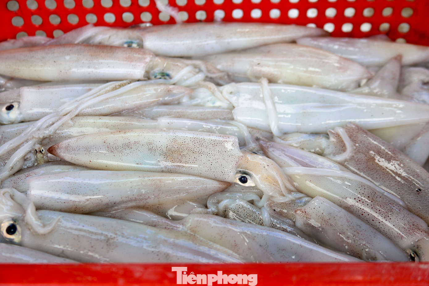 Những con mực được đánh bắt trong đêm vẫn giữ được độ tươi ngon, vì vậy rất được tiểu thương săn đón.