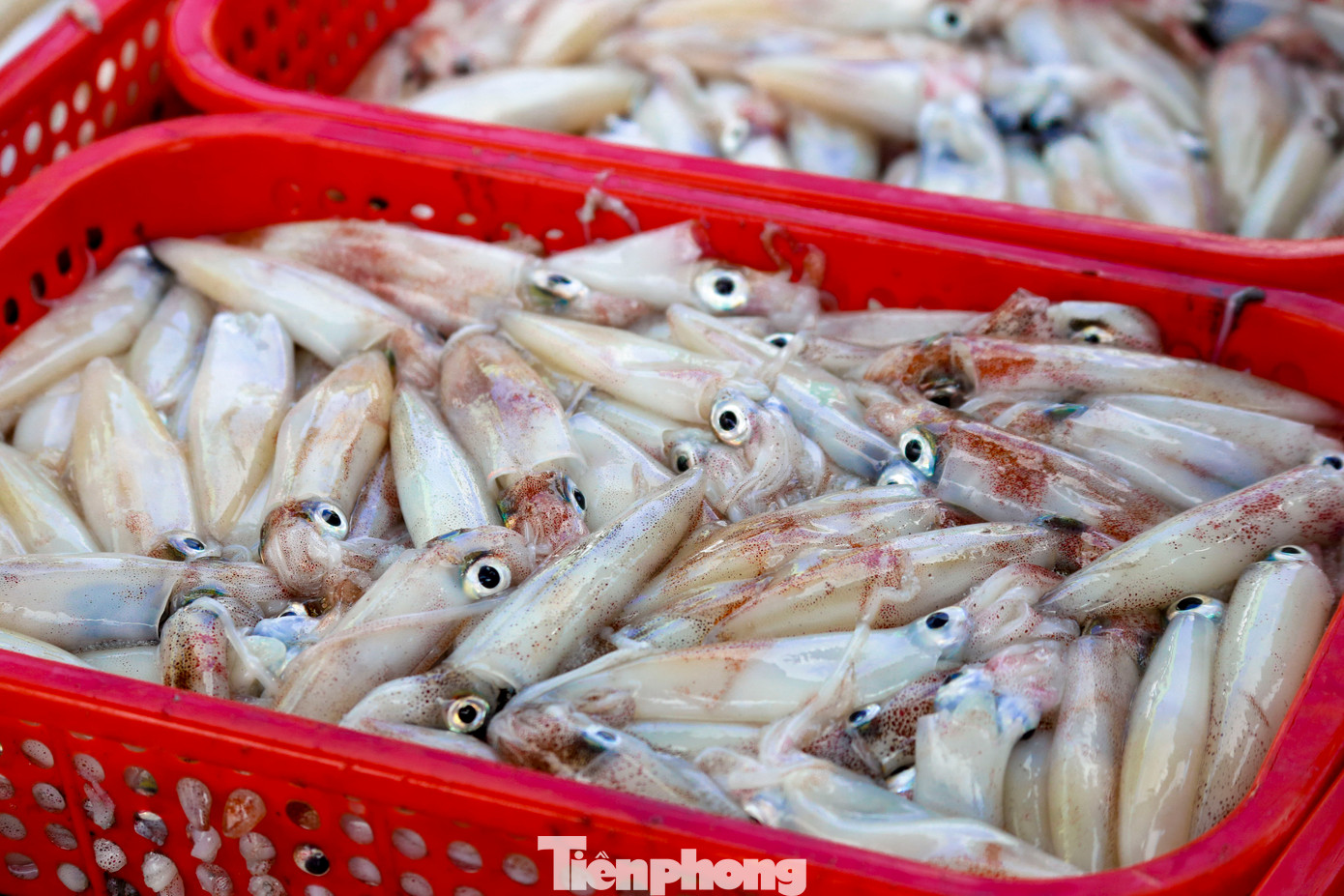 Những con mực được đánh bắt trong đêm vẫn giữ được độ tươi ngon, vì vậy rất được tiểu thương săn đón.