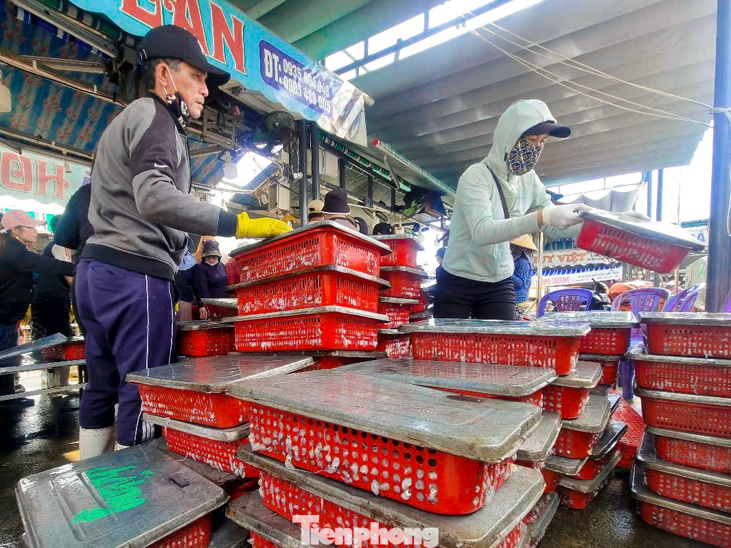 Mực được các thương lái phân loại ngay trên bờ trước khi bán ra.