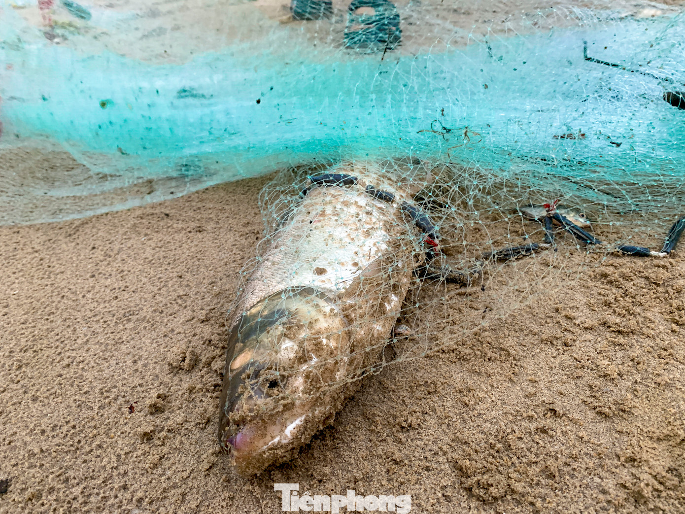 Cá được bán với giá dao động từ 20.000 đến 50.000 đồng/kg tùy loại, chủ yếu là cá sặc, cá rô phi, cá mè. Người mua phần lớn là người dân địa phương đi dạo biển hoặc sống gần khu vực cửa xả.