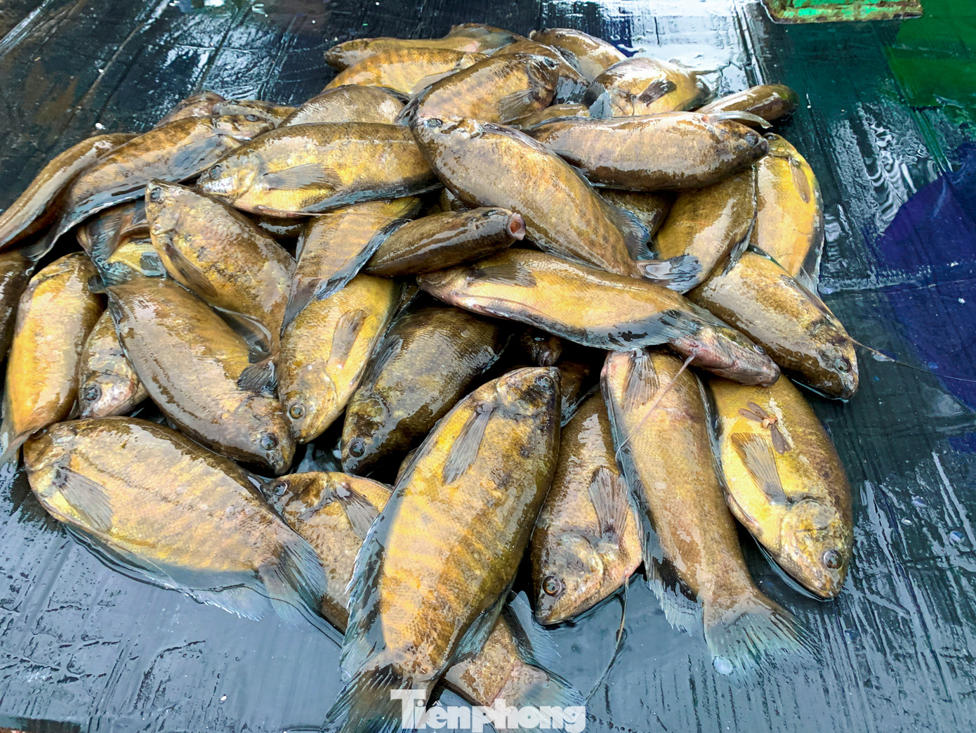 Cá được bán với giá dao động từ 20.000 đến 50.000 đồng/kg tùy loại, chủ yếu là cá sặc, cá rô phi, cá mè. Người mua phần lớn là người dân địa phương đi dạo biển hoặc sống gần khu vực cửa xả.