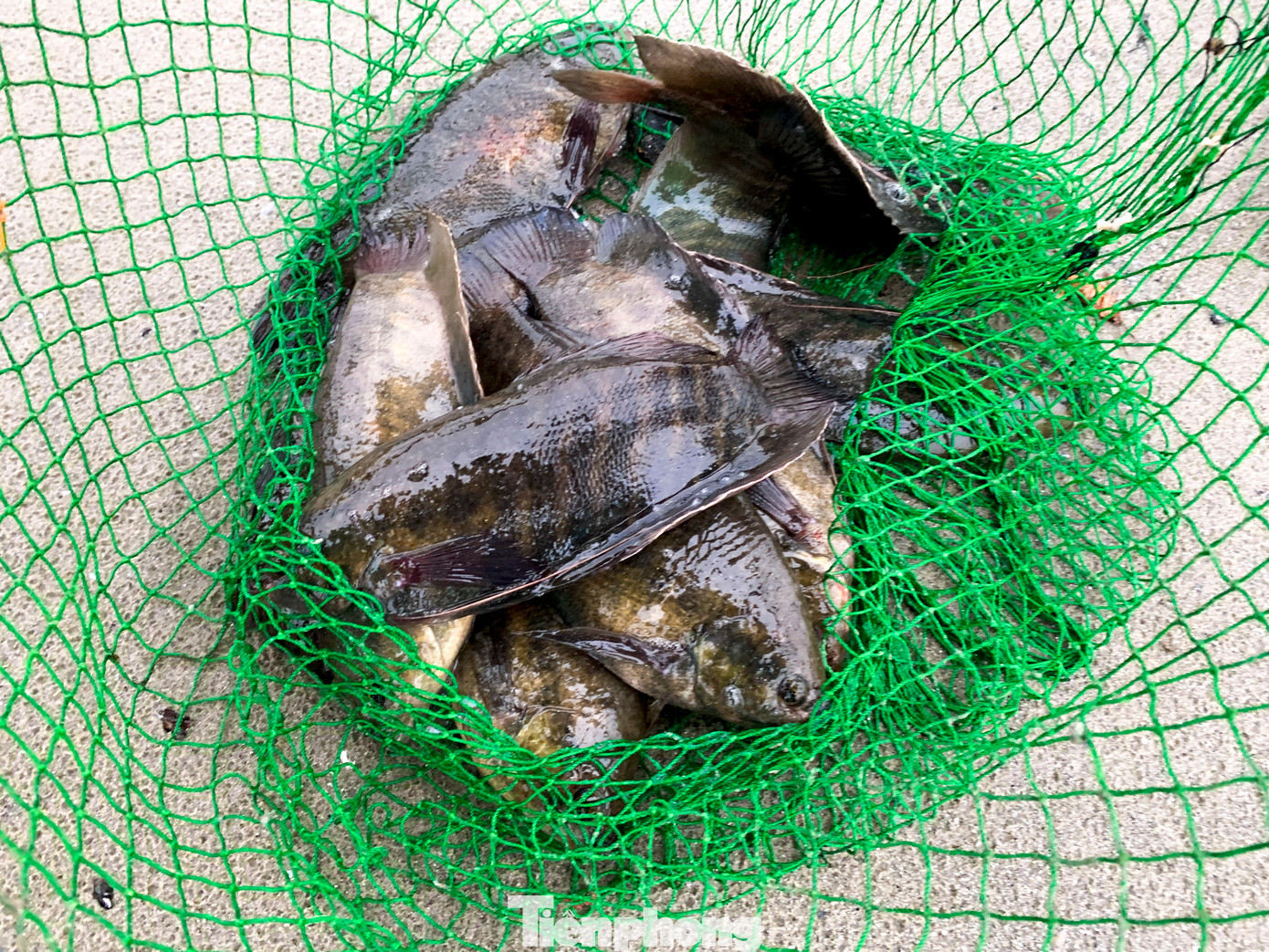 Theo anh Huy, hiện tượng cá nước ngọt trôi ra biển xảy ra hằng năm, đặc biệt sau những trận mưa lớn kéo dài. “Hôm nay tôi đánh lưới được hơn 10kg cá sặc và cá rô phi, bán tại chỗ ngay bãi biển được cả triệu đồng. Nhiều người đi ngang thấy đông người bắt cá liền ghé vào mua luôn,” anh cho biết.