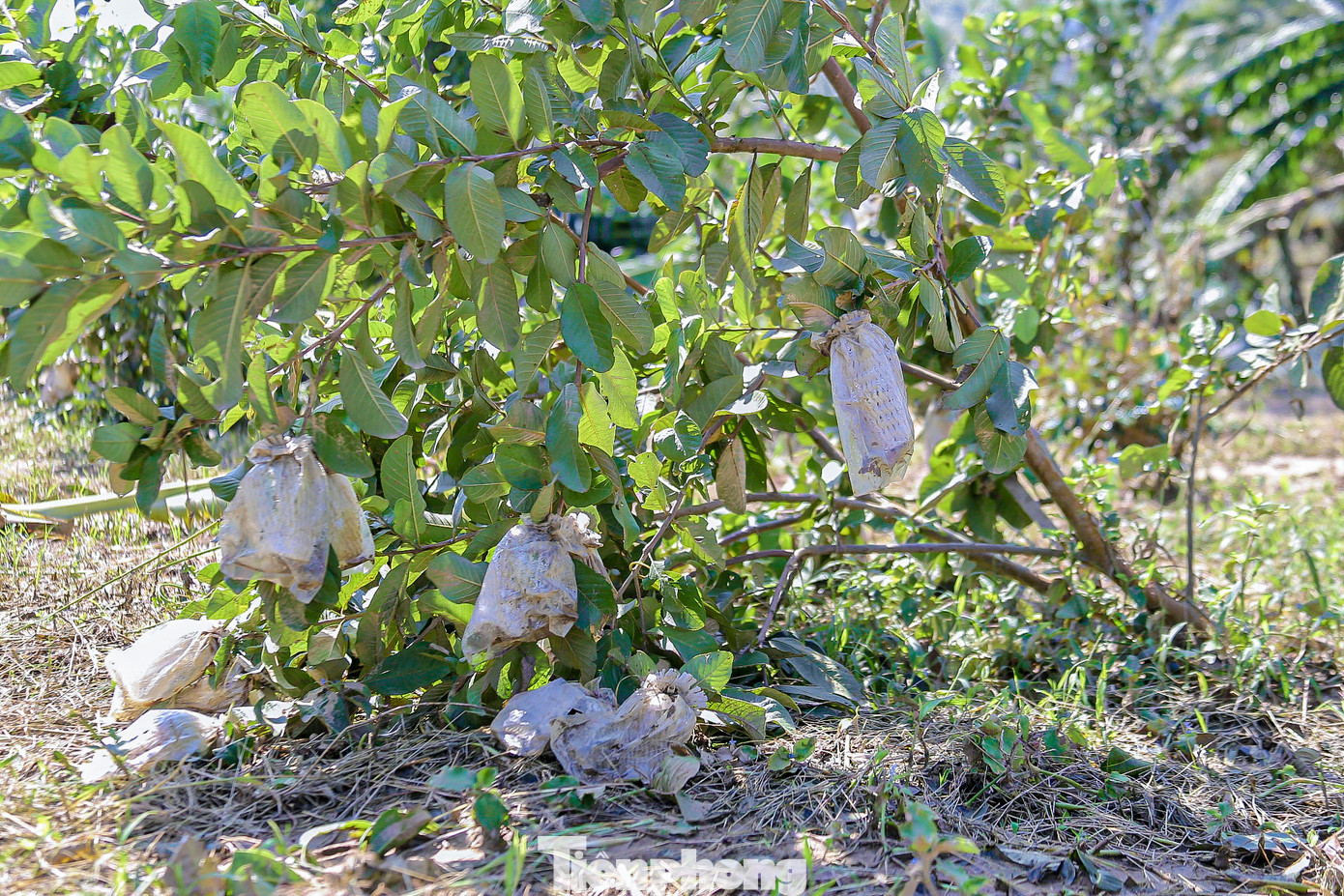 Vườn ổi của chị Hồ Thị Minh Quý bị thiệt hại nặng trong đợt mưa lũ khiến chị mất đi nguồn thu nhập chính. Hiện chị khắc phục, tháo những bọc ổi đã bọc trước đó vì nước ngấm vào bì gây hư hỏng. Vườn ổi của chị Hồ Thị Minh Quý bị thiệt hại nặng trong đợt mưa lũ khiến chị mất đi nguồn thu nhập chính. Hiện chị khắc phục, tháo những bọc ổi đã bọc trước đó vì nước ngấm vào bì gây hư hỏng.