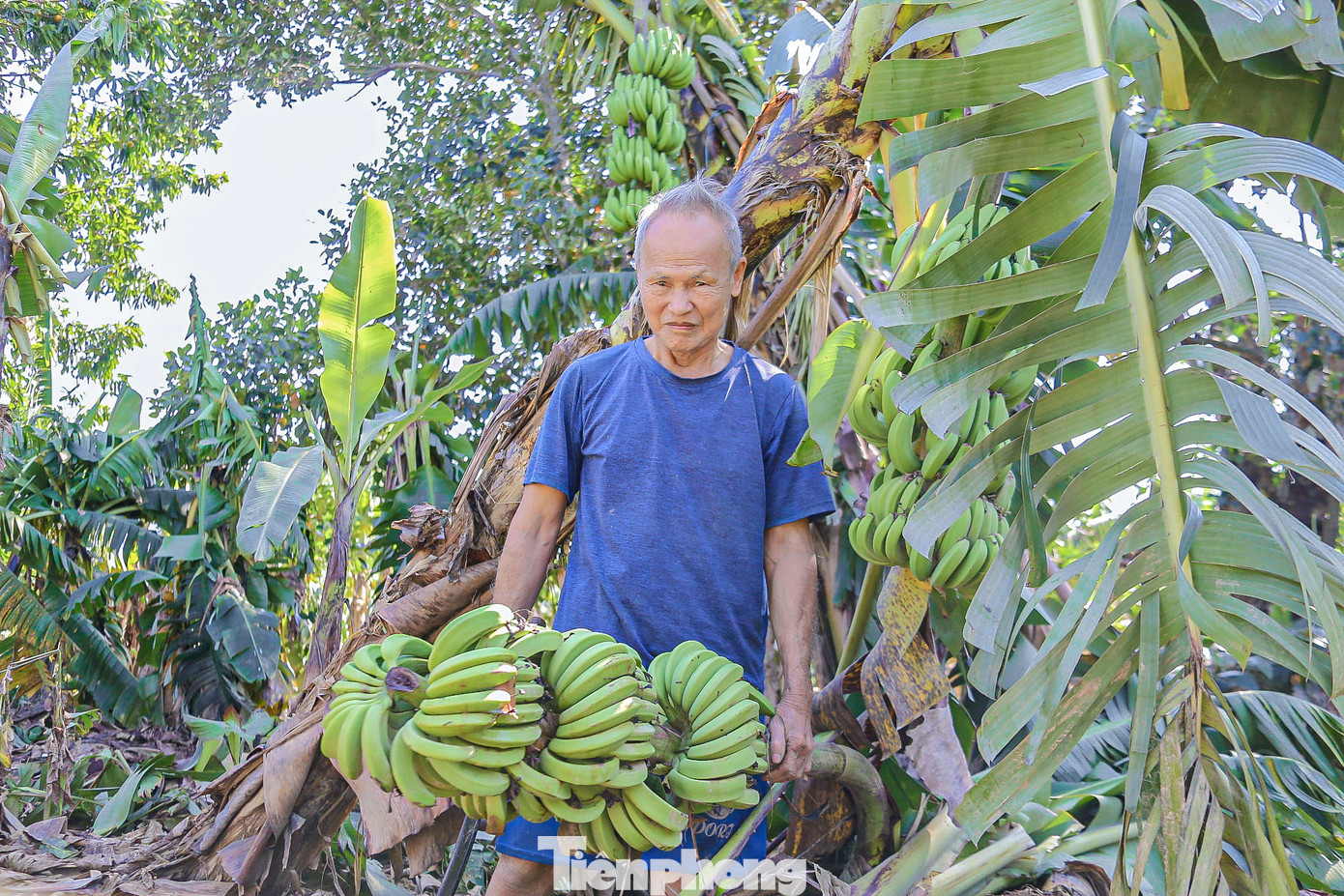 Theo giá thị trường, mỗi buồng chuối có giá từ 120.000-150.000 đồng, vào dịp Tết thì giá chuối sẽ đắt hơn. Theo giá thị trường, mỗi buồng chuối có giá từ 120.000-150.000 đồng, vào dịp Tết thì giá chuối sẽ đắt hơn.