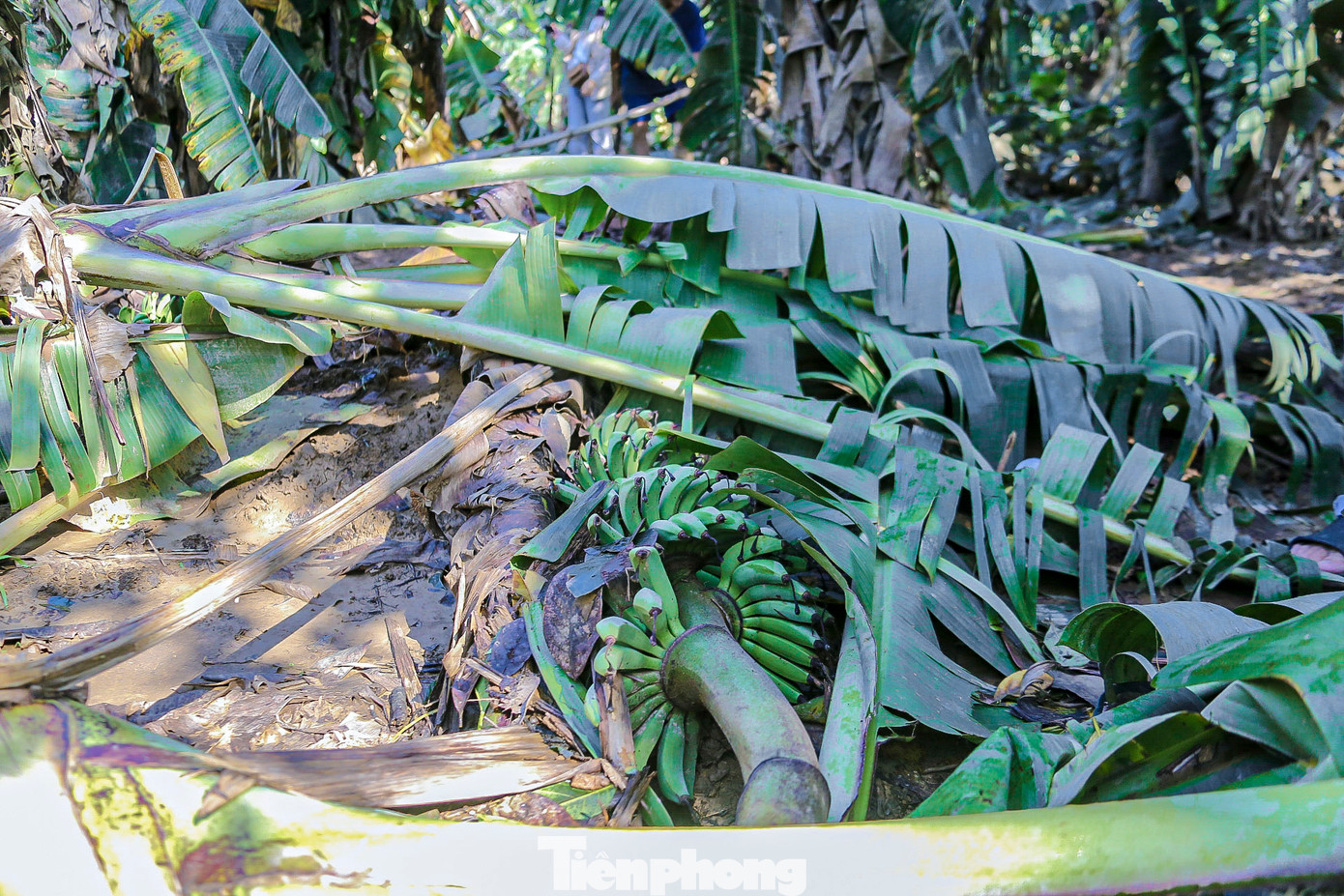 Chuối sắp đến thu hoạch nhưng bị gãy đổ nằm la liệt sau mưa lũ. Chuối sắp đến thu hoạch nhưng bị gãy đổ nằm la liệt sau mưa lũ.