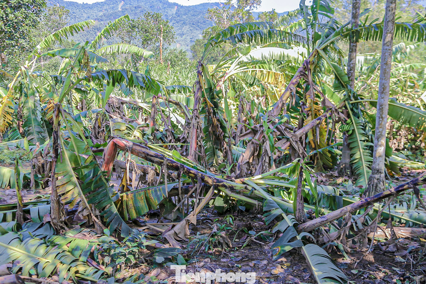 Nhiều diện tích chuối, ổi... được người dân chăm sóc nhiều tháng trời bỗng chốc mất sạch trong đợt mưa lũ. Nhiều diện tích chuối, ổi... được người dân chăm sóc nhiều tháng trời bỗng chốc mất sạch trong đợt mưa lũ.