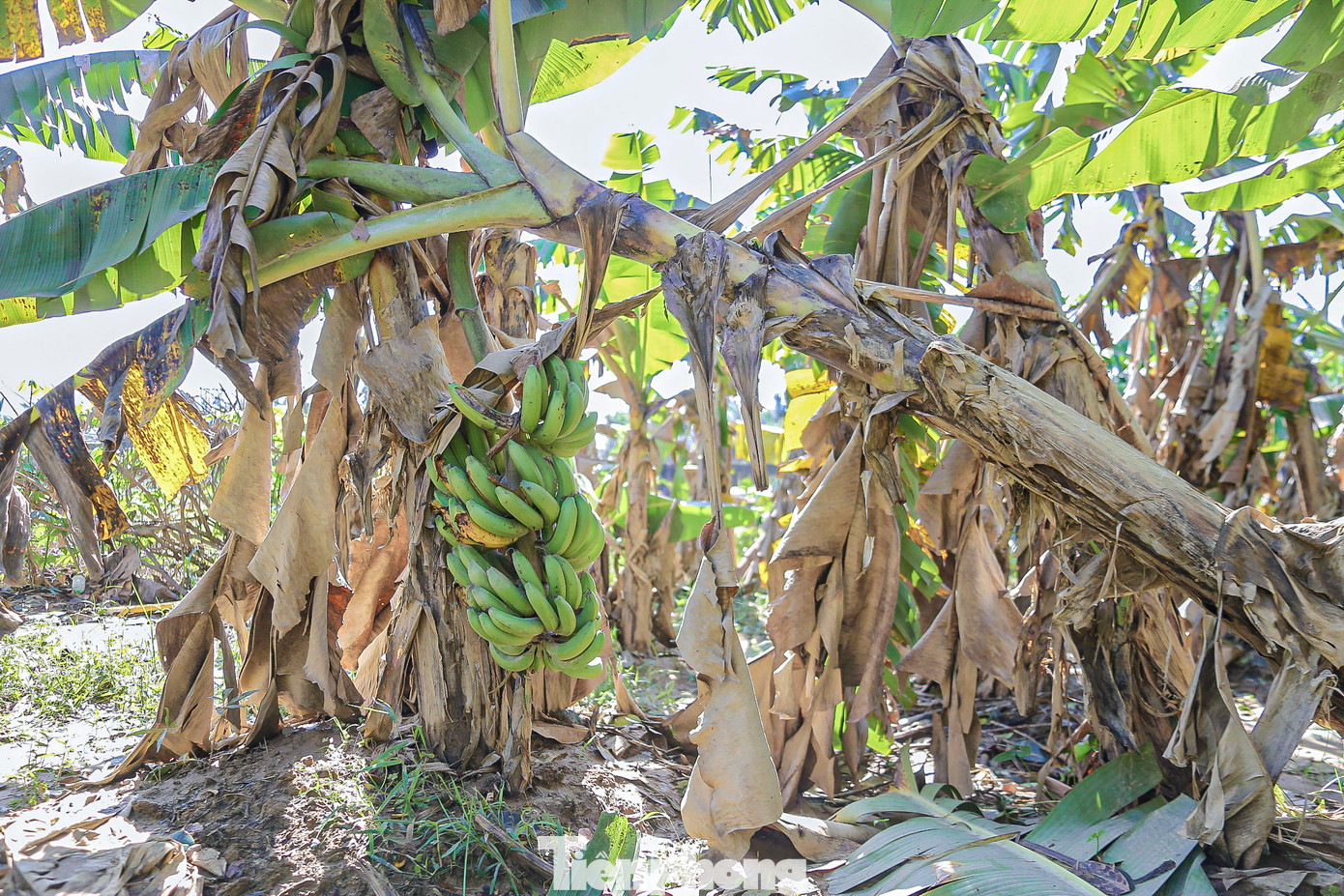 Theo giá thị trường, mỗi buồng chuối có giá từ 120.000-150.000 đồng, vào dịp Tết thì giá chuối sẽ đắt hơn. Theo giá thị trường, mỗi buồng chuối có giá từ 120.000-150.000 đồng, vào dịp Tết thì giá chuối sẽ đắt hơn.