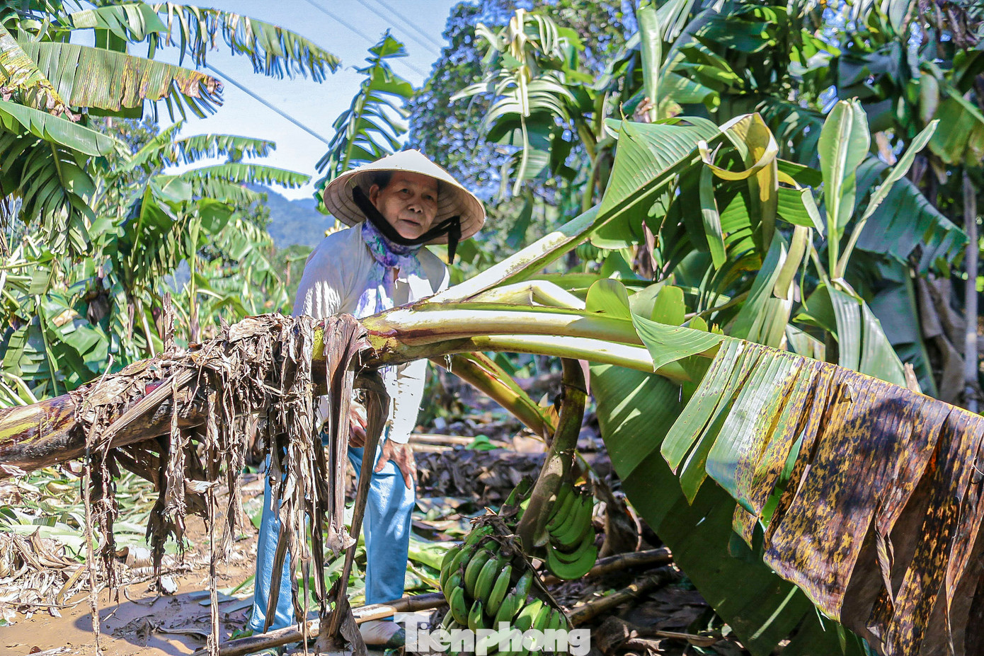 Bà Trần Thị Sự, người dân thôn Nam Yên cho biết, hàng trăm cây chuối chuẩn bị cho thị trường Tết của vợ chồng bà bỗng chốc tiêu tan sau mưa lũ. “Nhìn chuối gãy đổ tôi không cầm được nước mắt, vợ chồng tôi chỉ có vườn chuối để kiếm thu nhập nhưng giờ đã không còn. Giờ trồng lại thì không biết khi nào mới ra trái, chuối gãy phải chặt bỏ đi, bao nhiêu công sức coi như đổ sông”, bà Sự ngậm ngùi. Bà Trần Thị Sự, người dân thôn Nam Yên cho biết, hàng trăm cây chuối chuẩn bị cho thị trường Tết của vợ chồng bà bỗng chốc tiêu tan sau mưa lũ. “Nhìn chuối gãy đổ tôi không cầm được nước mắt, vợ chồng tôi chỉ có vườn chuối để kiếm thu nhập nhưng giờ đã không còn. Giờ trồng lại thì không biết khi nào mới ra trái, chuối gãy phải chặt bỏ đi, bao nhiêu công sức coi như đổ sông”, bà Sự ngậm ngùi.