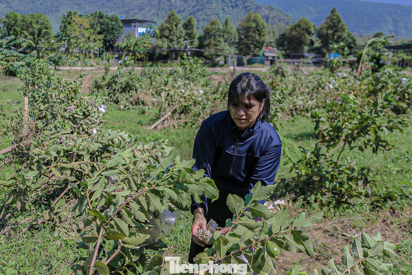 Vườn ổi của chị Hồ Thị Minh Quý bị thiệt hại nặng trong đợt mưa lũ khiến chị mất đi nguồn thu nhập chính. Hiện chị khắc phục, tháo những bọc ổi đã bọc trước đó vì nước ngấm vào bì gây hư hỏng. Vườn ổi của chị Hồ Thị Minh Quý bị thiệt hại nặng trong đợt mưa lũ khiến chị mất đi nguồn thu nhập chính. Hiện chị khắc phục, tháo những bọc ổi đã bọc trước đó vì nước ngấm vào bì gây hư hỏng.