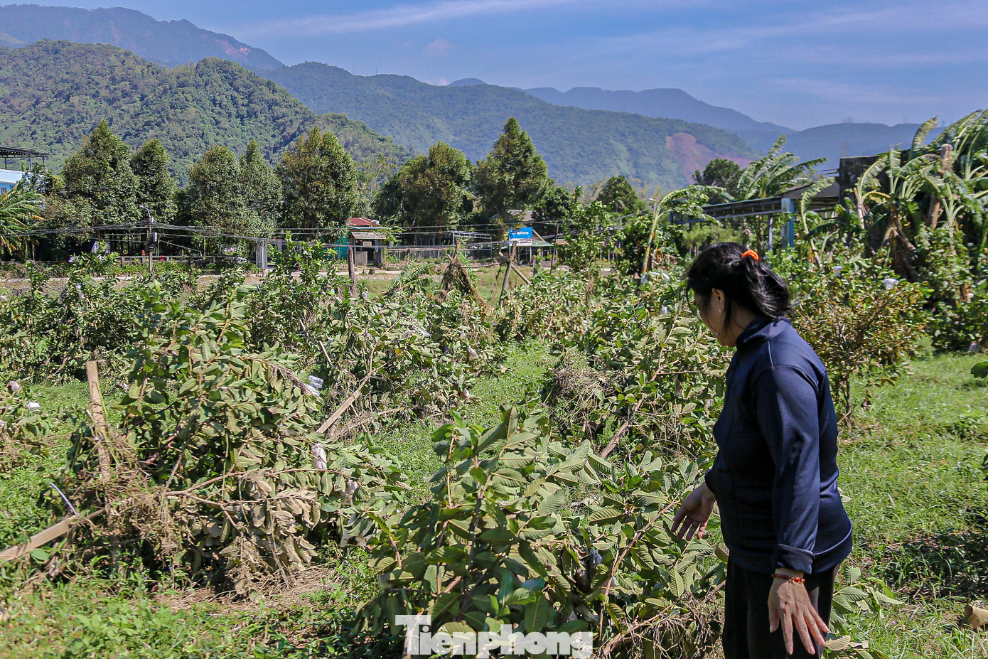 Theo nhiều hộ dân, bây giờ họ đang phải vật lộn để khắc phục thiệt hại, cố gắng làm được chừng nào hay chừng đó. Nếu trồng lại thì không biết khi nào mới có thu hoạch, nên họ cố gắng vớt vát số hoa màu còn lại để phục vụ cho dịp Tết sắp đến. Theo nhiều hộ dân, bây giờ họ đang phải vật lộn để khắc phục thiệt hại, cố gắng làm được chừng nào hay chừng đó. Nếu trồng lại thì không biết khi nào mới có thu hoạch, nên họ cố gắng vớt vát số hoa màu còn lại để phục vụ cho dịp Tết sắp đến.