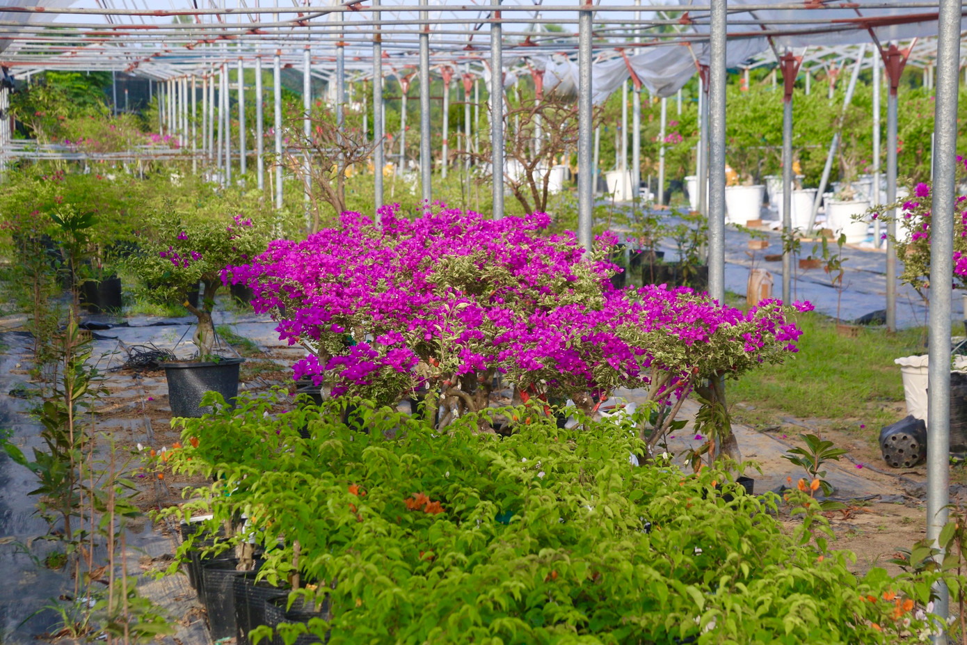 Do tình hình thời tiết thất thường mà hoa hồng, hoa giấy đã nở sớm hơn dự kiến.