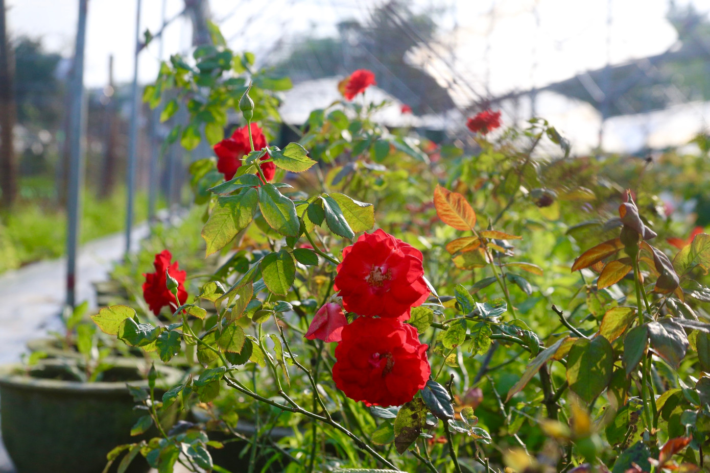 Do tình hình thời tiết thất thường mà hoa hồng, hoa giấy đã nở sớm hơn dự kiến.