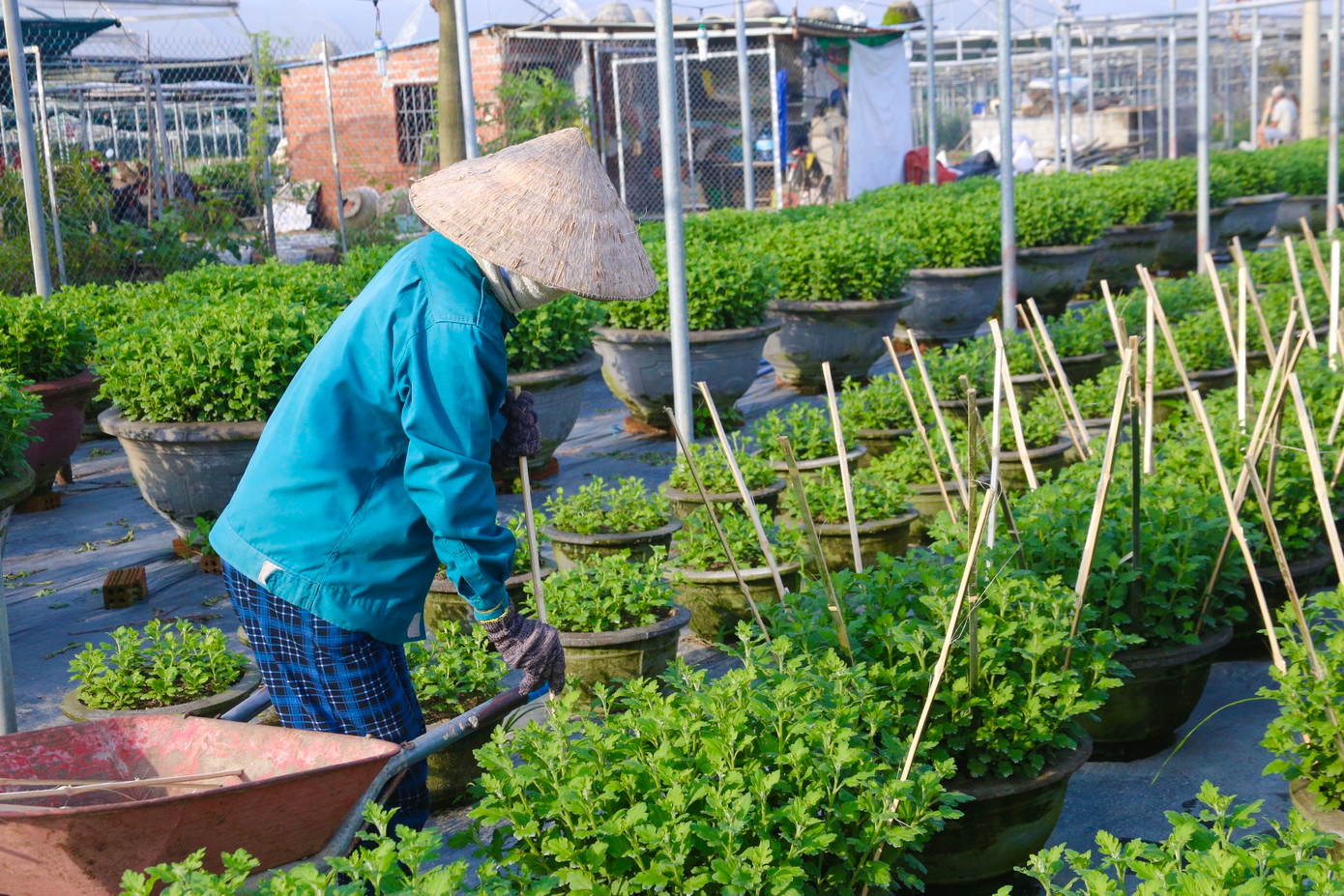 Người dân cắm cọc, buộc dây để cố định hoa phát triển đúng hướng.