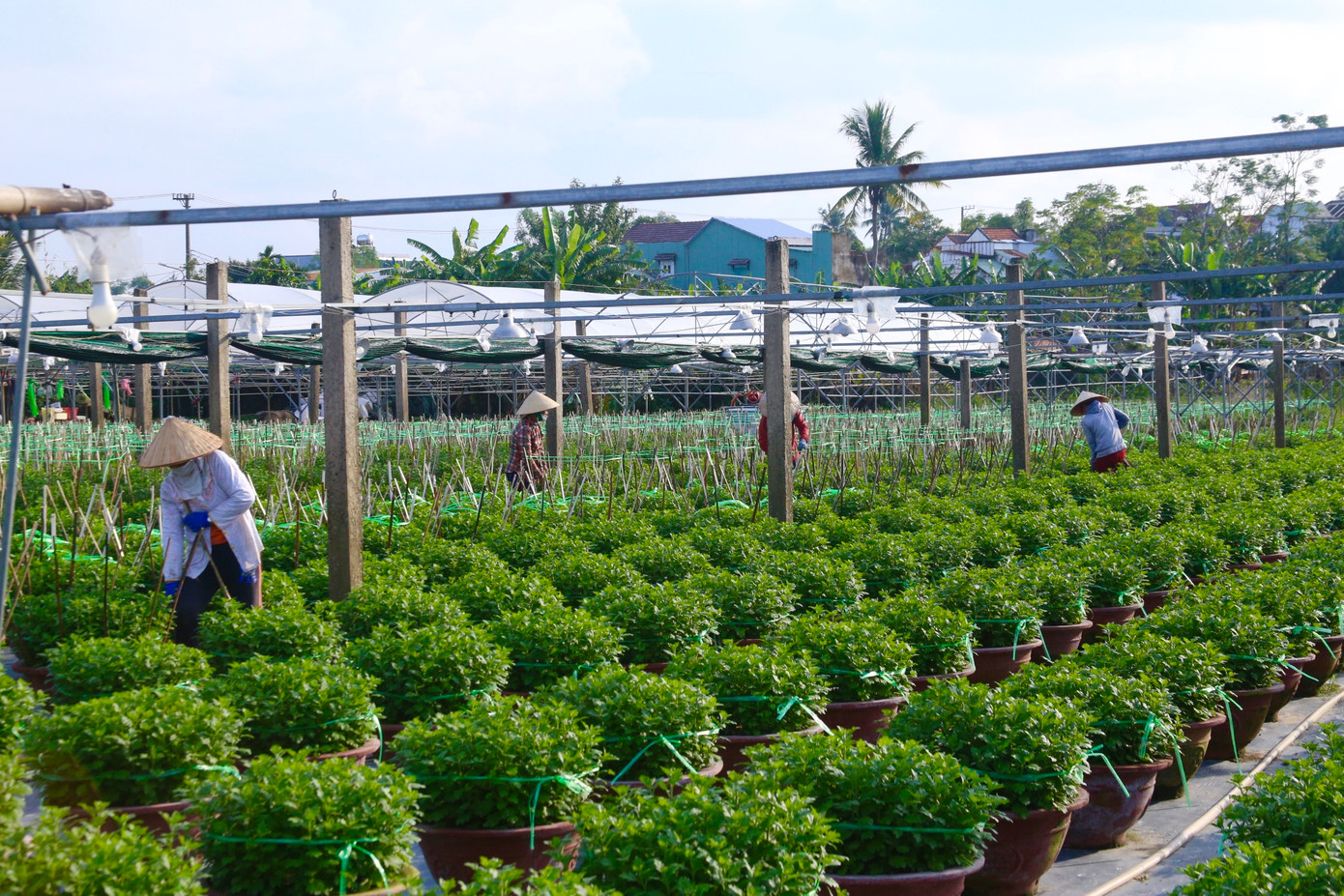 Còn hơn 2 tháng nữa là đến Tết Nguyên đán Giáp Thìn 2024, hàng chục hộ dân tại làng hoa Dương Sơn - làng hoa lớn nhất Đà Nẵng tranh thủ thời tiết nắng ráo, tất bật bón phân, phun thuốc, cắm cọc để các chậu hoa phát triển bán đúng dịp Tết.