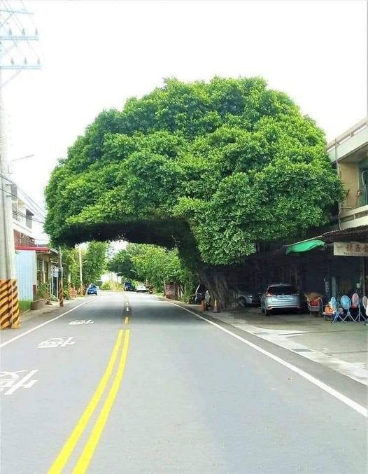 Trân trọng cây cối cũng là trân trọng môi trường sống của chính bản thân mình. Trân trọng cây cối cũng là trân trọng môi trường sống của chính bản thân mình.