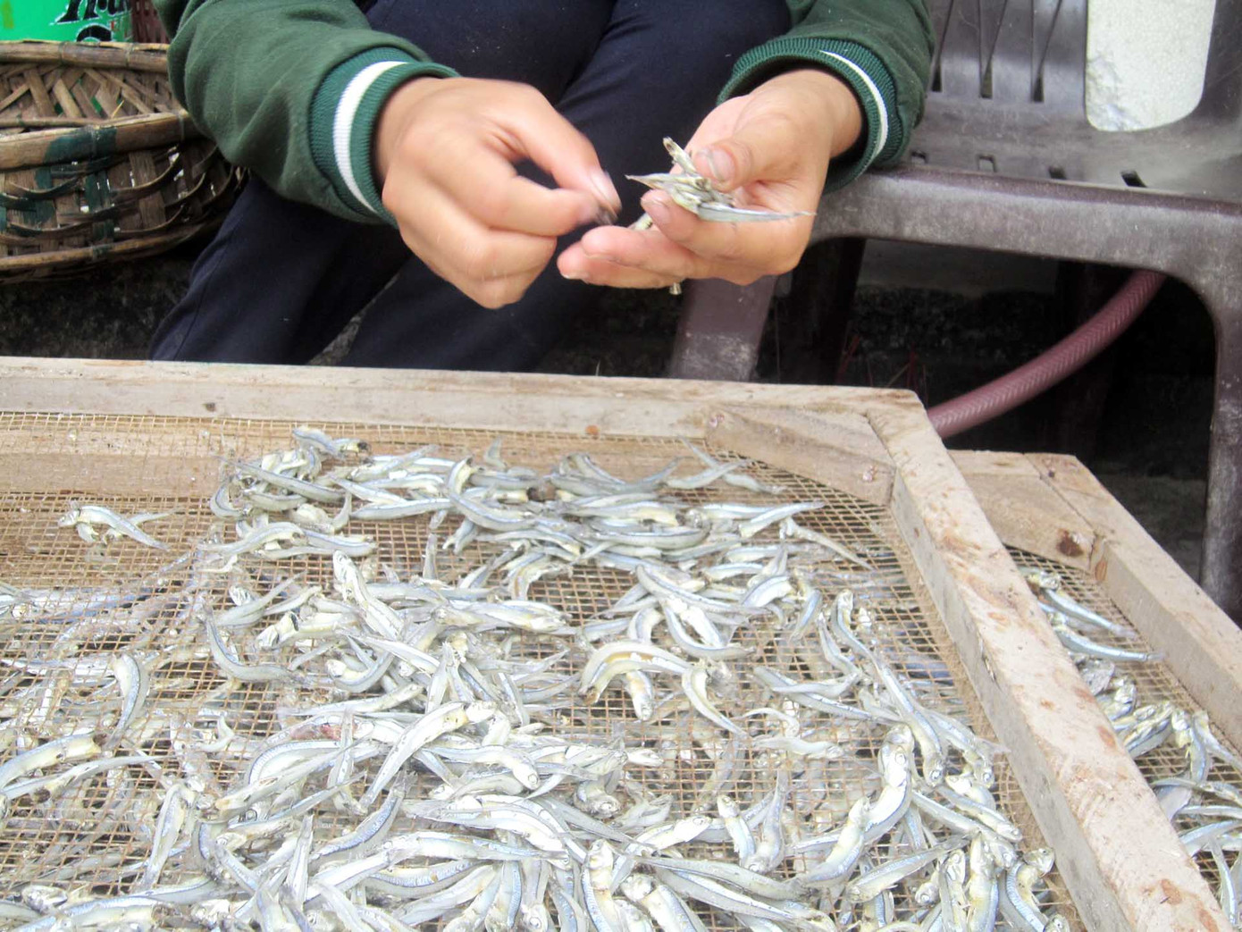 Phụ nữ trong làng kiếm được 70 – 100 ngàn/ngày từ việc bẻ đầu cá khô