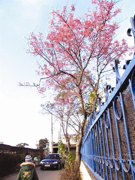 Mai anh đào cổ thụ