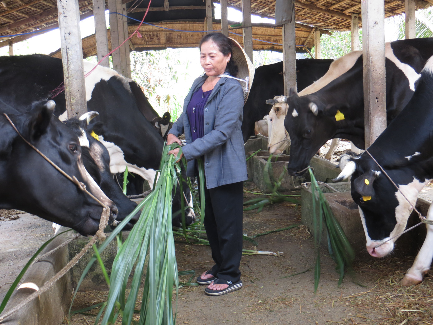 Nuôi bò sữa mang lại nhiều lợi nhuận. Nuôi bò sữa mang lại nhiều lợi nhuận.