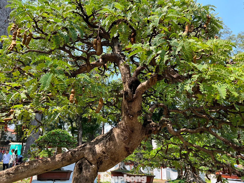 Một cây me chi chít quả, lá xanh mướt. Nhiều người dự đoán cây me này phải có tuổi đời cả trăm năm mới được gốc to và có được thế cây như vậy.