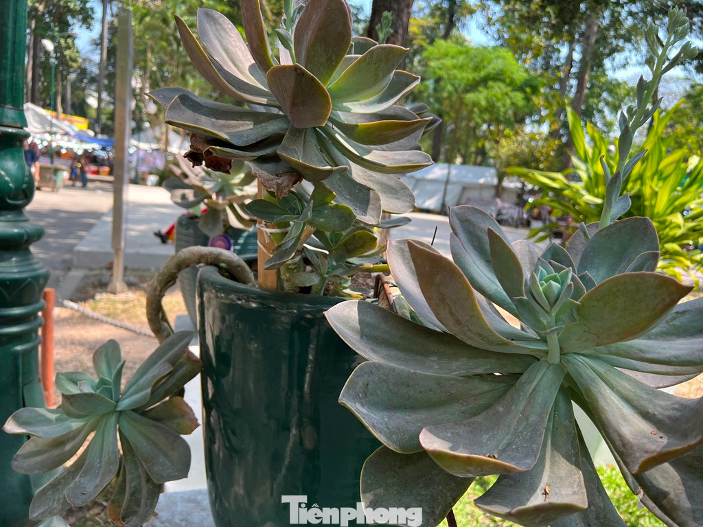 Sen đá tai voi như khiến du khách lạc vào thời kỳ khủng long, khi ấy cây cỏ đều có hình dạng khổng lồ.