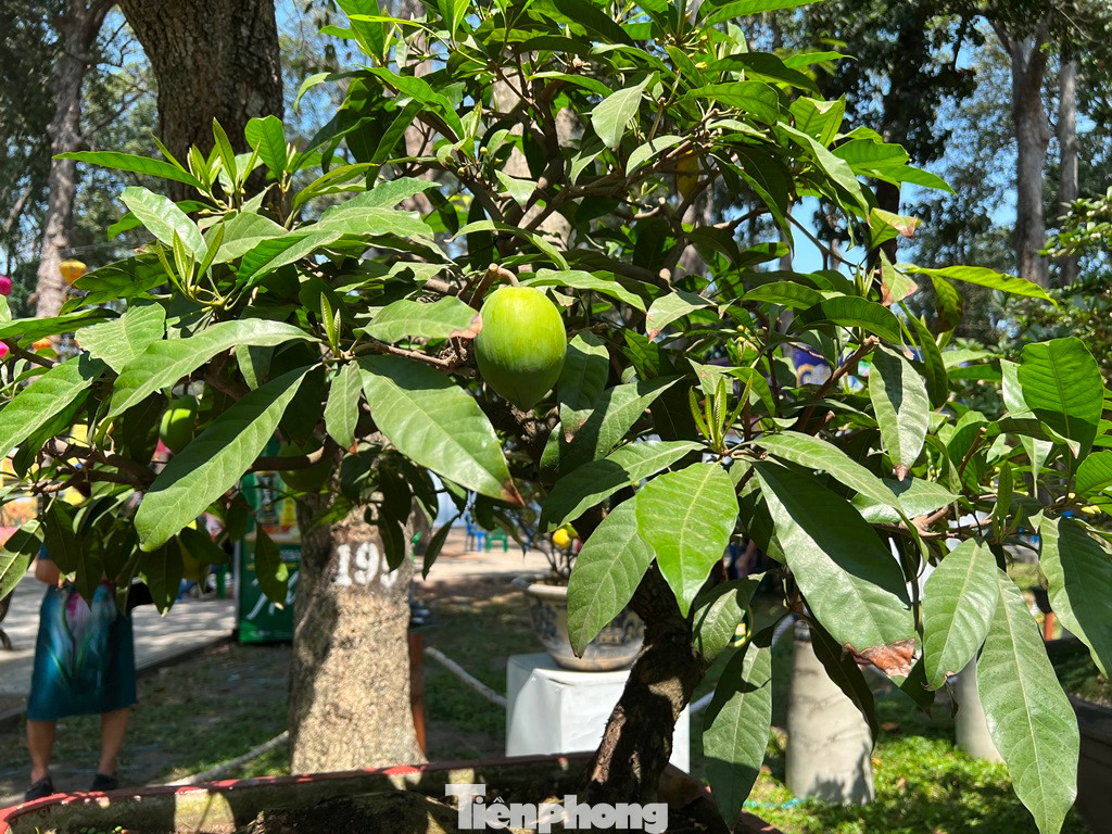 Cây lê-ki-ma cũng trở thành kiểng độc đáo.
