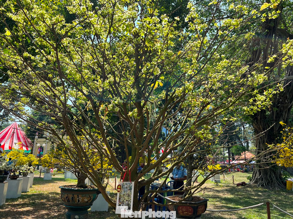 Thanh mai - một dạng mai đột biến có hoa và lá màu xanh. Cả hội hoa xuân 2024 chỉ duy nhất có cây thanh mai này.