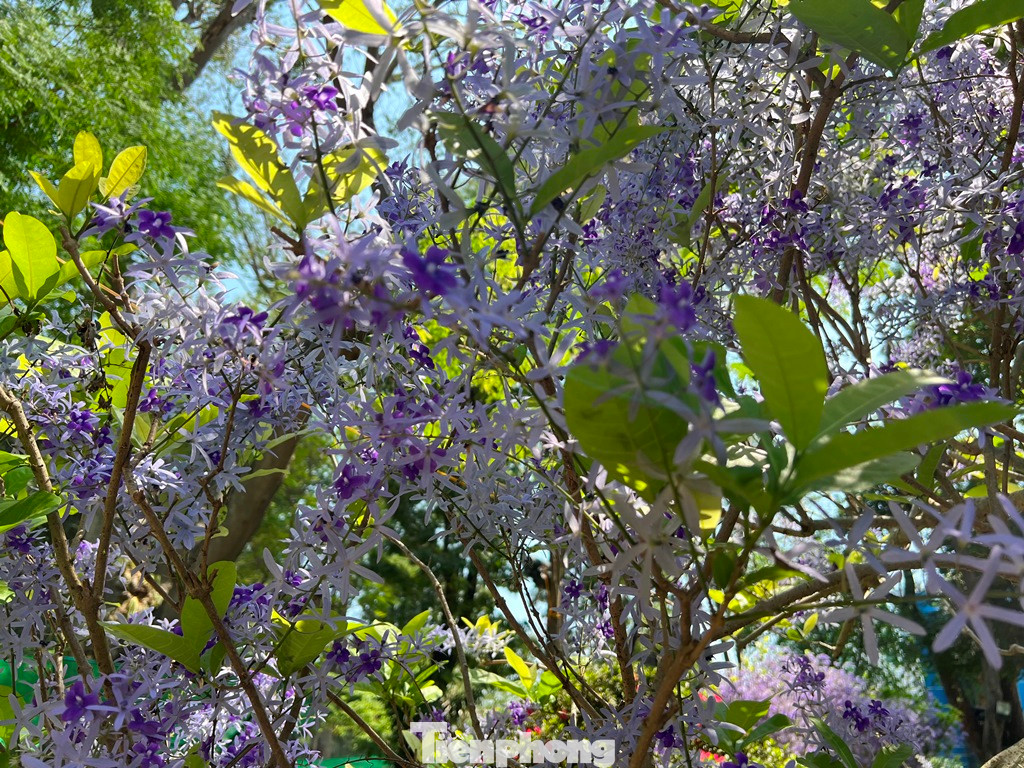 Mai xanh có hoa màu tím và trắng, hoa có 5 cánh dài xòe như chong chóng.