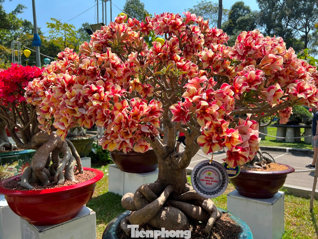 Cây sứ có màu cam độc đáo, hoa nở thành chùm vừa được trao giải bạc tại hội hoa xuân năm nay.