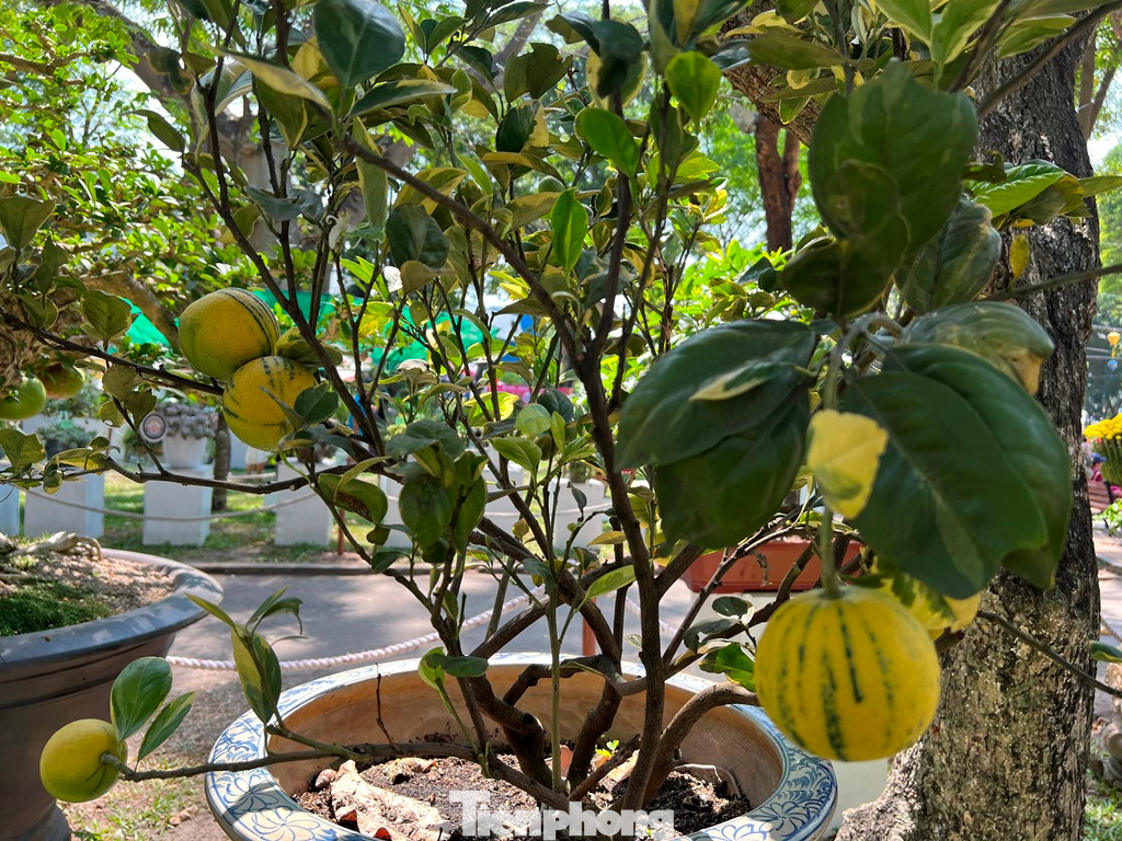 Một "kỳ hoa dị thảo" có nguồn gốc từ cây chanh