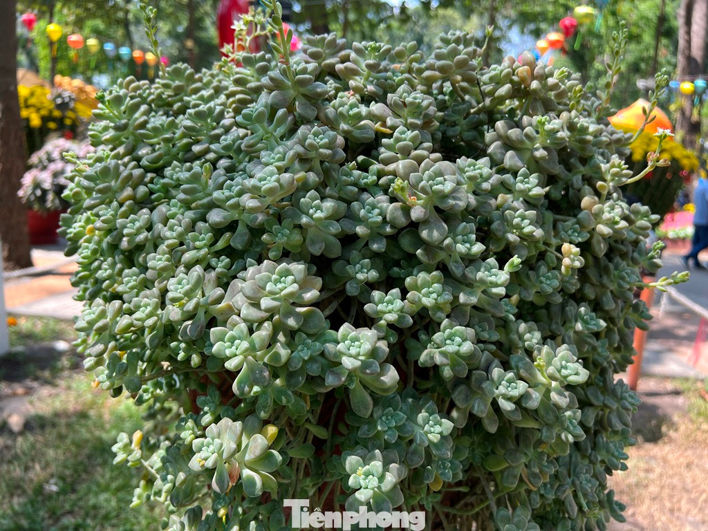 Sen đá thủy tinh như khu vườn thu nhỏ.