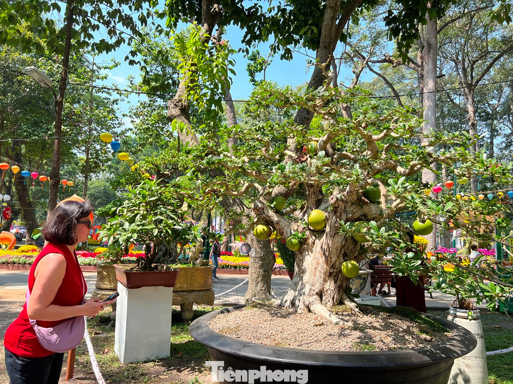 Du khách nước ngoài ngỡ ngàng trước cây cổ thụ hình dáng độc lạ và nhiều quả như được "đính" vào thân cây.