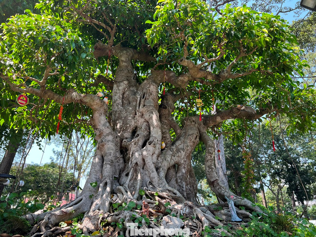 Một gốc cây si rễ sần sùi, vô cùng đẹp mắt