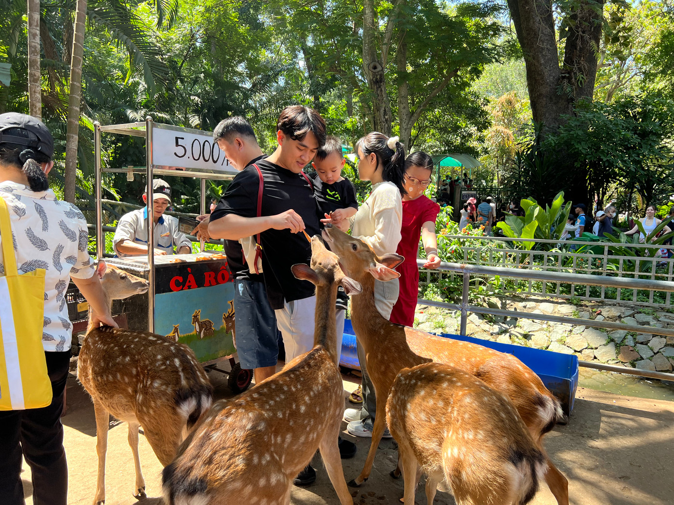 Các chú nai trong Thảo Cầm Viên được các bé đặc biệt yêu thích vì được tự tay cho thú ăn. &quot;Mỗi phần cà rốt chỉ 5.000 đồng, quá rẻ! Con tôi rất hào hứng khi đến đây và ngày càng dạn dĩ hơn với động vật&quot; - một du khách chia sẻ.