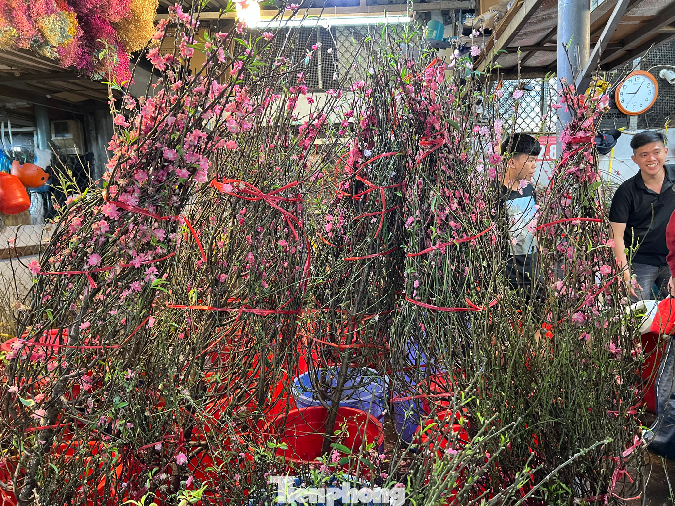 Những bó đào lớn hoa nở rộ vẫn đang chờ khách mua. Những bó đào lớn hoa nở rộ vẫn đang chờ khách mua.