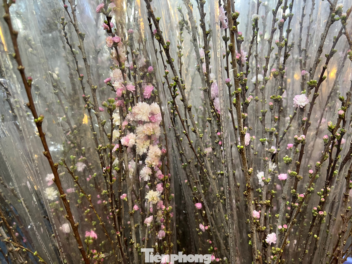 Quầy hàng này còn có đào Nhật với hoa to, nở thành chùm được nhập từ Trung Quốc, giá 200.000 đồng/bó. Chỉ cần cắm nước có thể chơi được cả tháng. Quầy hàng này còn có đào Nhật với hoa to, nở thành chùm được nhập từ Trung Quốc, giá 200.000 đồng/bó. Chỉ cần cắm nước có thể chơi được cả tháng.