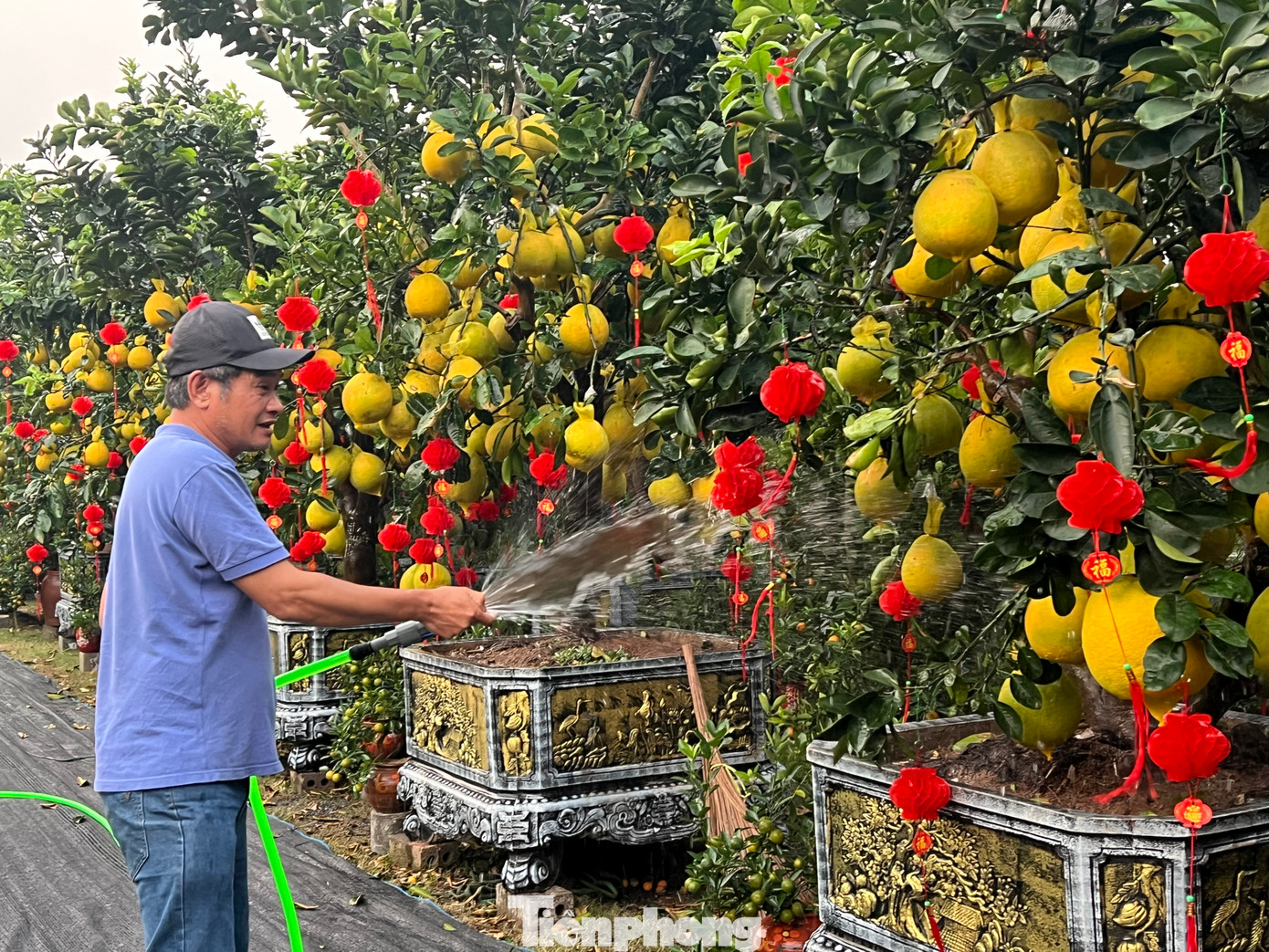 Những vườn bưởi diễn trĩu quả trên đường Mai Chí Thọ (TP Thủ Đức, TPHCM) chờ đón khách