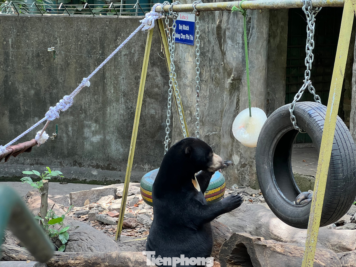 Dịp Tết năm nay, nhân viên vườn thú cho gấu ăn kem trước mặt du khách. Theo một số nhân viên nuôi gấu, bình thường các chú gấu vẫn được thưởng thức món kem đá nhưng chỉ dịp lễ Tết, du khách mới được tận mắt nhìn thấy gấu ăn kem. Dịp Tết năm nay, nhân viên vườn thú cho gấu ăn kem trước mặt du khách. Theo một số nhân viên nuôi gấu, bình thường các chú gấu vẫn được thưởng thức món kem đá nhưng chỉ dịp lễ Tết, du khách mới được tận mắt nhìn thấy gấu ăn kem.