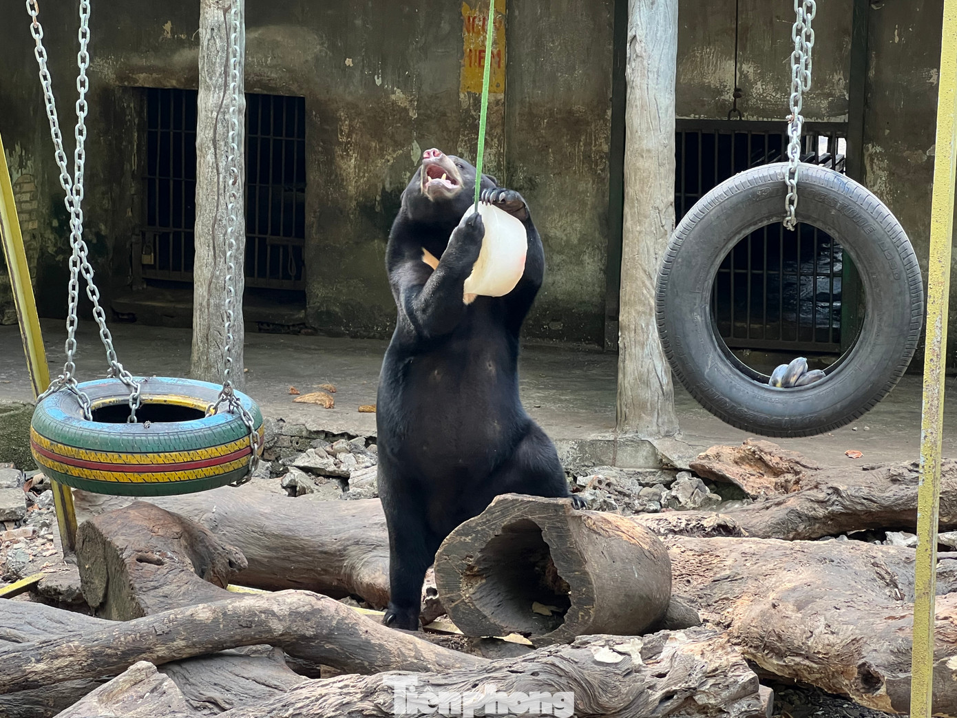Tại Thảo Cầm Viên những ngày Tết, du khách sẽ còn được chơi kéo co với hổ trắng Bengal và cho cá sấu ăn... Tại Thảo Cầm Viên những ngày Tết, du khách sẽ còn được chơi kéo co với hổ trắng Bengal và cho cá sấu ăn...