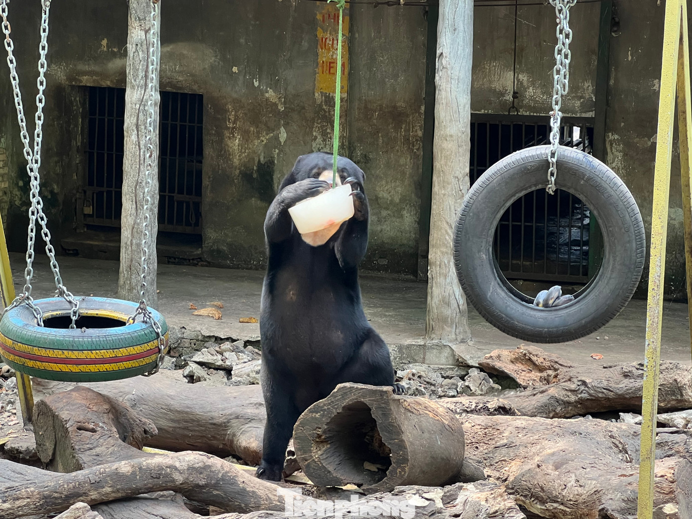 Gấu đứng bằng 2 chân sau, 2 chân trước cầm cây kem để ăn dễ dàng hơn. Gấu đứng bằng 2 chân sau, 2 chân trước cầm cây kem để ăn dễ dàng hơn.
