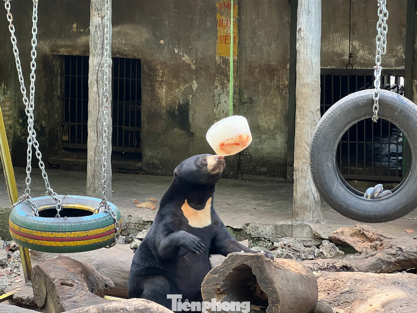 Khi thấy cây kem được treo trên cao, một chú gấu mon men lại gần liếm láp, và bắt đầu thưởng thức bữa tiệc kem Khi thấy cây kem được treo trên cao, một chú gấu mon men lại gần liếm láp, và bắt đầu thưởng thức bữa tiệc kem