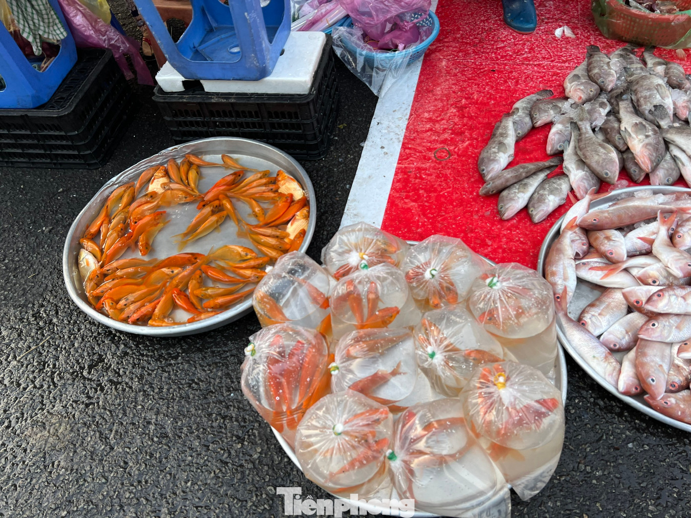 Trong khi đó, cá chép thả phóng sinh năm nay có giá rất rẻ, khoảng 10.000 đồng/con. "Người dân thường mua 3 con cá chép khi thả ra sông chứ không mua một hay hai con. Năm nay khách mua ít hơn năm ngoái khoảng 50%, do đó tôi cũng nhập sản phẩm này giảm hơn trước" - ông Tình, bán cá trên đường An Dương (quận Bình Tân) nói.